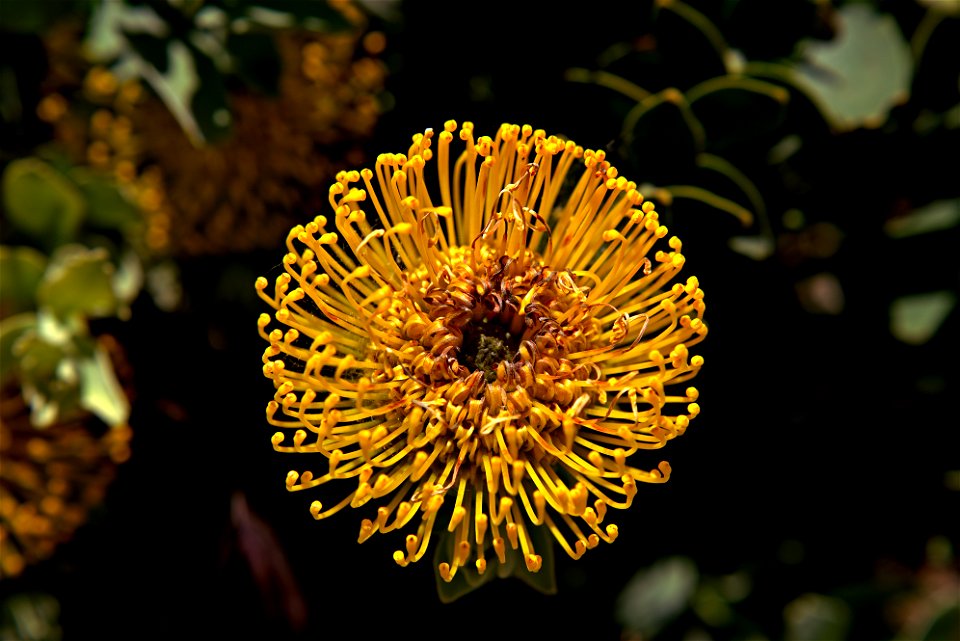 UC Santa Cruz Arboretum