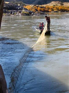 2007 Humpback Chub Population Monitoring With Trammel Nets photo