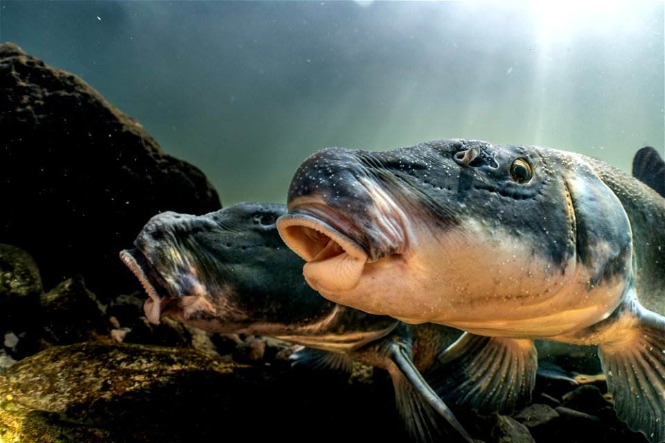 Lost River suckers