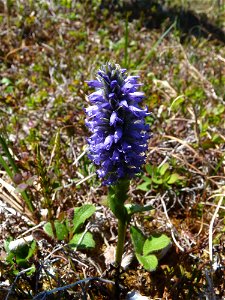 Lagotis glauca photo