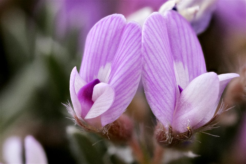 Astragalus sericoleucus