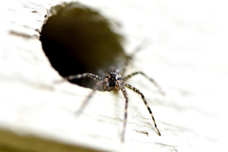 Fishing spider