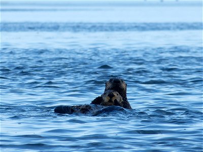 Sea Otters in Izembek Lagoon