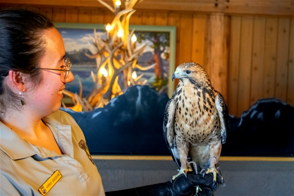 Refuge Educator with a Juvenile Swainson's Hawk