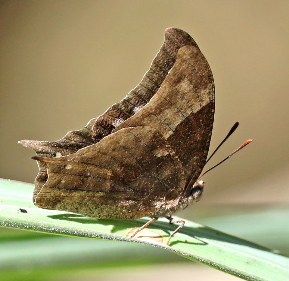 LEAFWING, PALE-SPOTTED (Anaea pithyusa) (01-06-2022) the butterfly center, mission, hidalgo co, tx -03