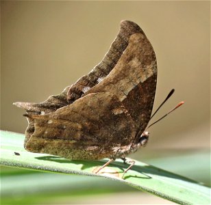 LEAFWING, PALE-SPOTTED (Anaea pithyusa) (01-06-2022) the butterfly center, mission, hidalgo co, tx -03
