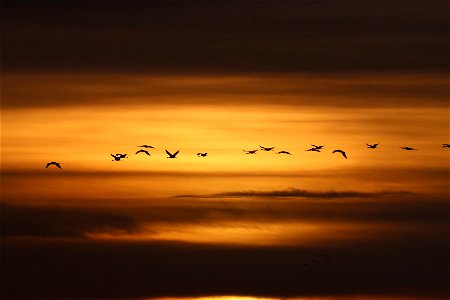 Sandhill Cranes at Sunset Huron Wetland Management District South Dakota photo