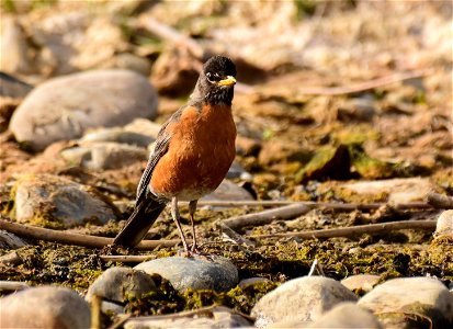 American robin at Seedskadee National Wildlife Refuge