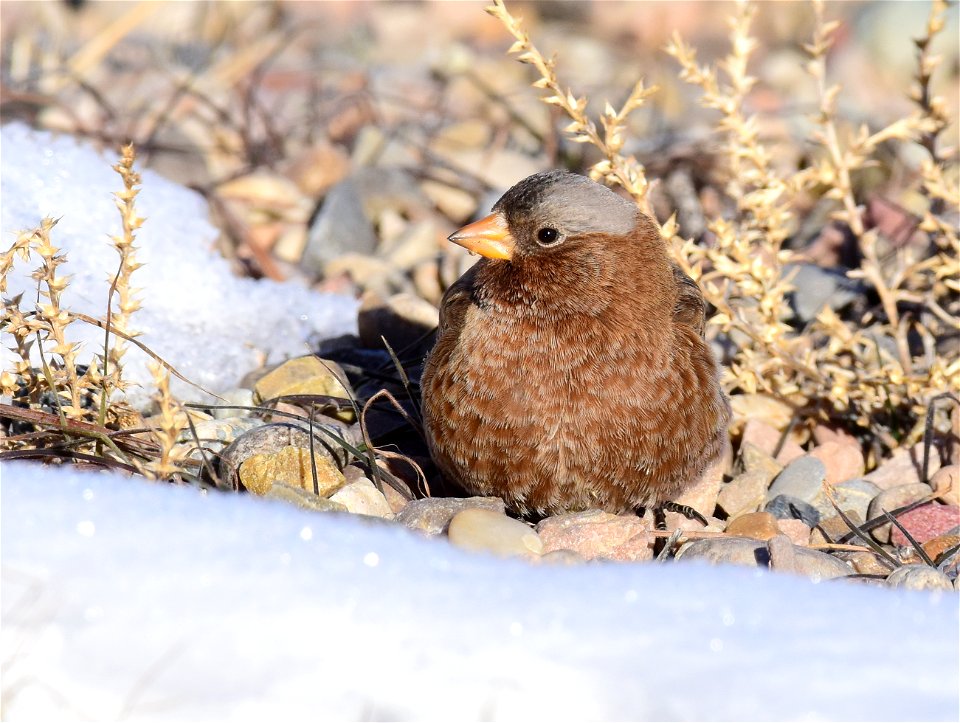 Gray-crowned rosy-finch at Seedskadee National Wildlife Refuge