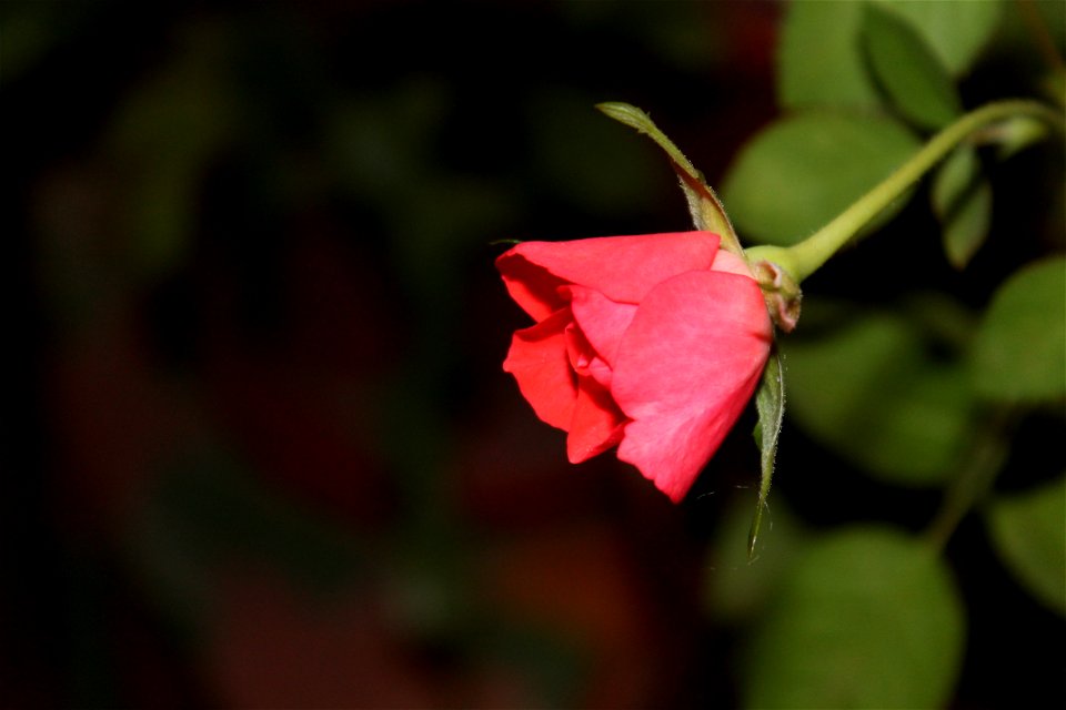 trandaf-mic2012_0411_212816