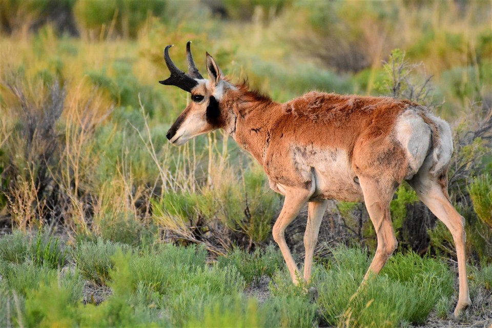 Pronghorn at Seedskadee National Wildlife Refuge
