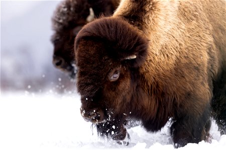 Wood bison in the snow photo