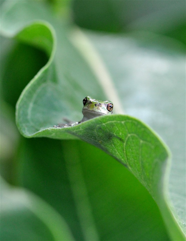 Eastern Gray Treefrog at Horicon National Wildlife Refuge