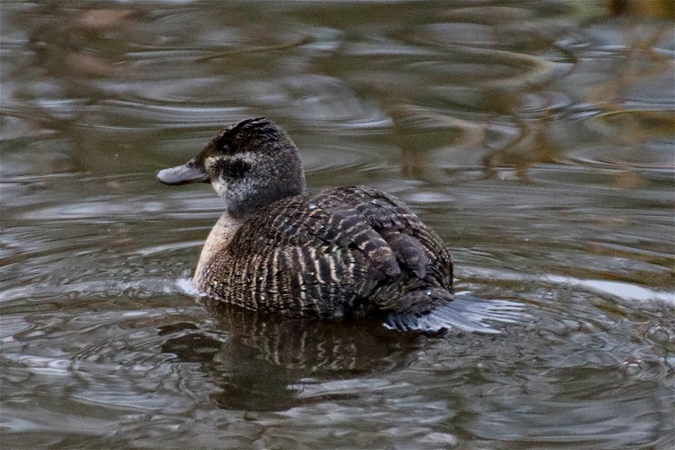 Argentine Ruddy Duck f