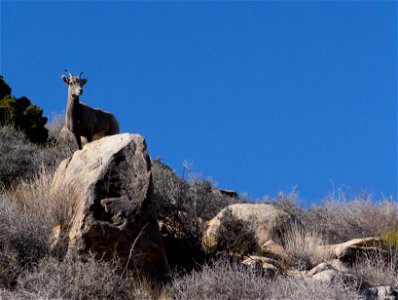 Desert Bighorn Sheep (Ovis candensis nelsoni) photo