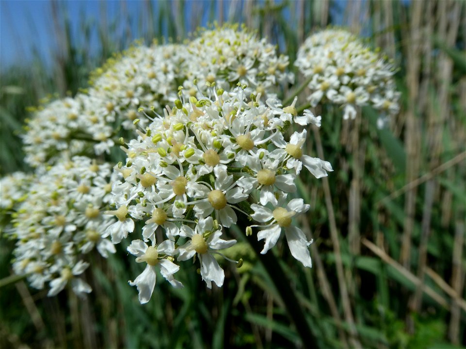 Heracleum sphondylium L., 1753