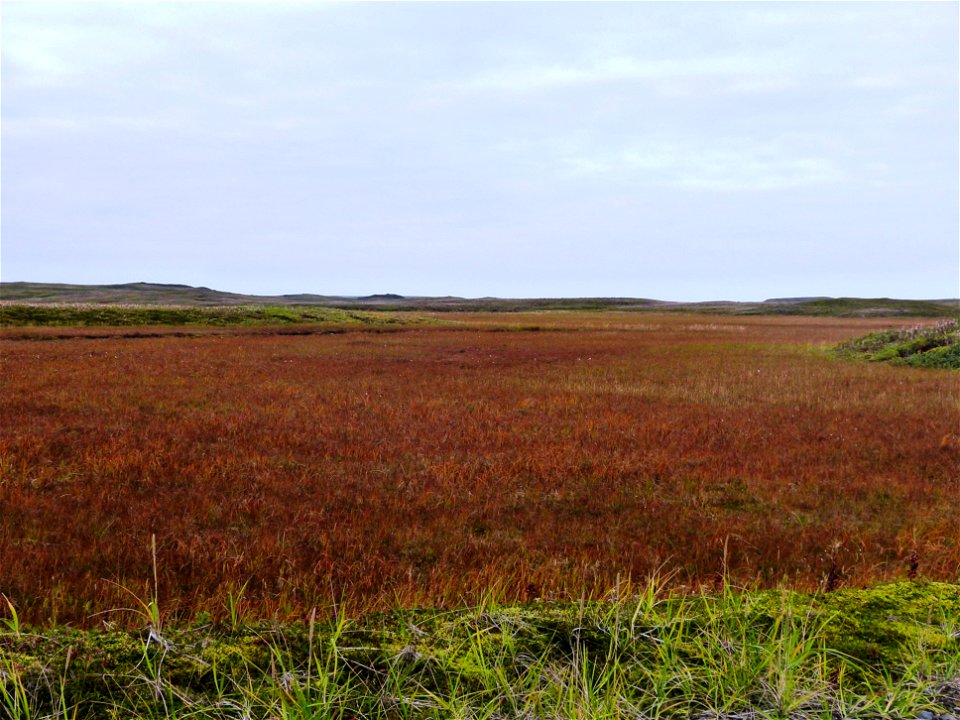 Fall colors at Izembek photo