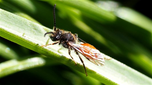 Nomada cf. fabriciana (Rot-Schwarze Wespenbiene)