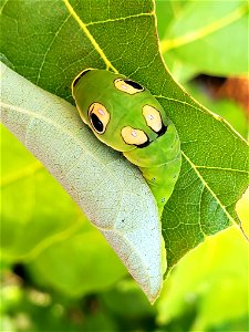 Spicebush Swallowtail Caterpillar photo