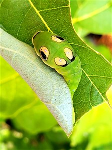 Spicebush Swallowtail Caterpillar