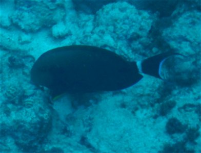 Acanthurus blochii 1