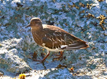 306 - BLACK TURNSTONE (9-21-2021) crescent city, del norte co, ca -01