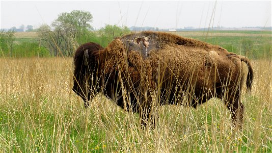 Sparky the Bison photo