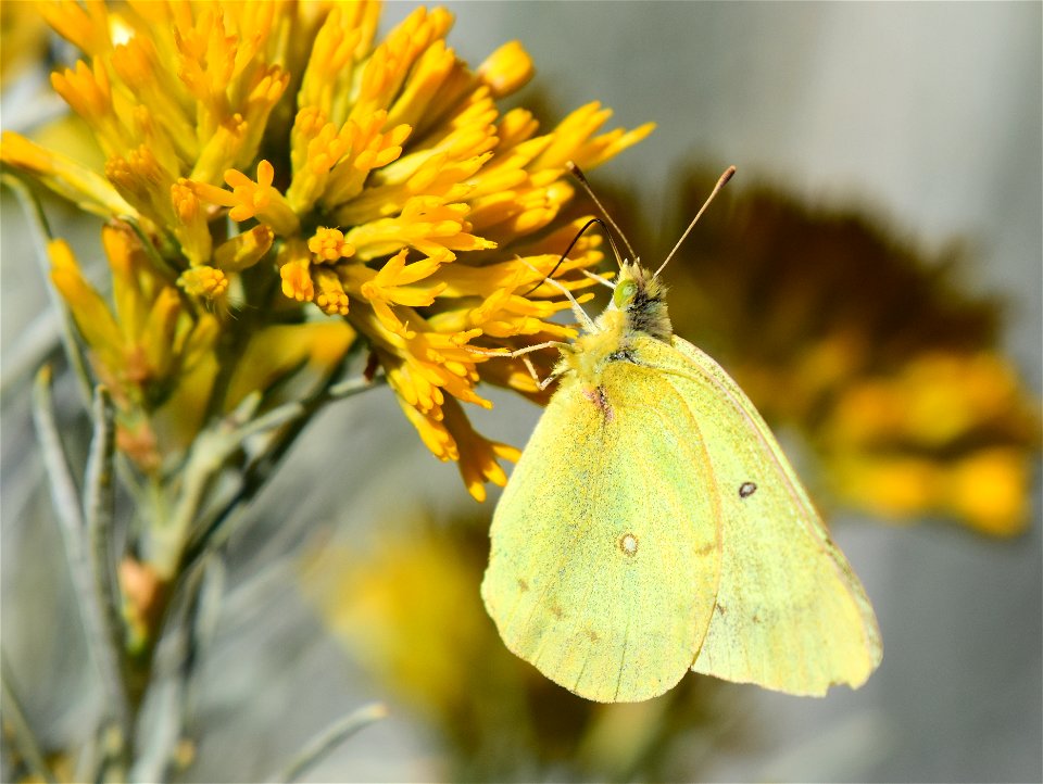 clouded sulphur Colias eurytheme on Seedskadee National Wildlife Refuge