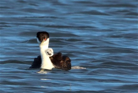 Western Grebes on the Huron Wetland Management District South Dakota