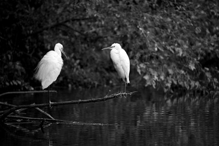 In the oasis - Peace Piece