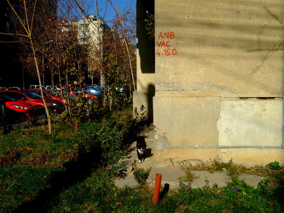 Foisorului_cats_Fuji (3)