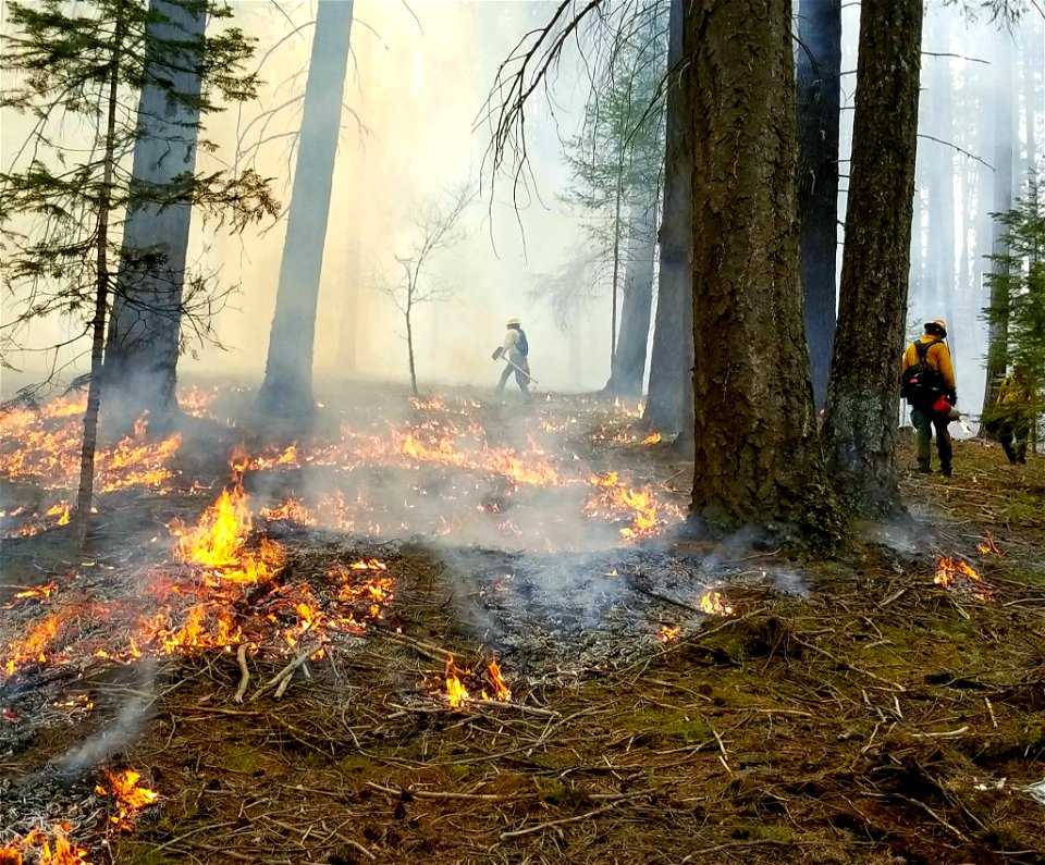 2022 BLM Fire Employee Photo Contest Category - Fuels Management photo