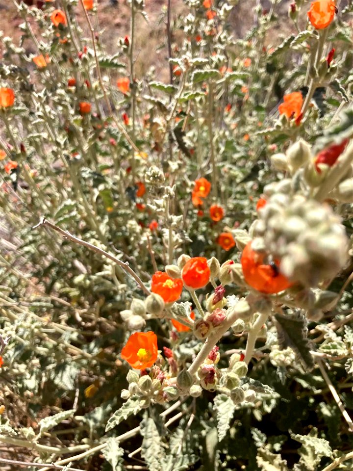Desert globemallow