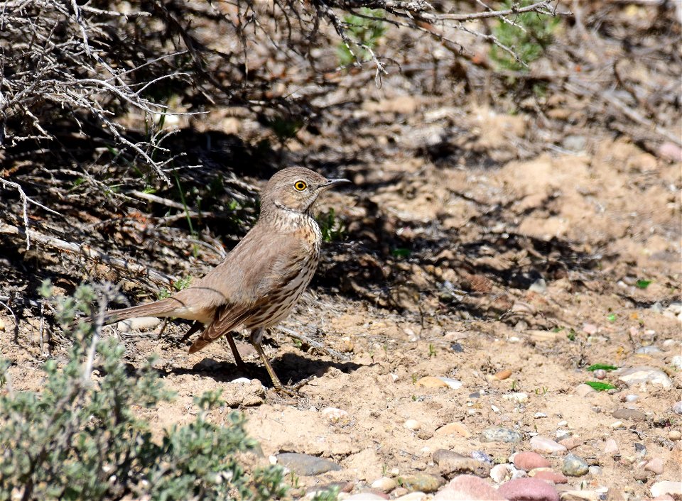Sage thrasher at Seedskadee National Wildlife Refuge