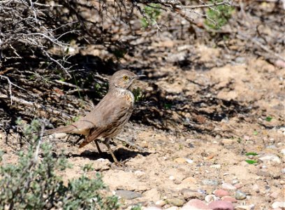 Sage thrasher at Seedskadee National Wildlife Refuge