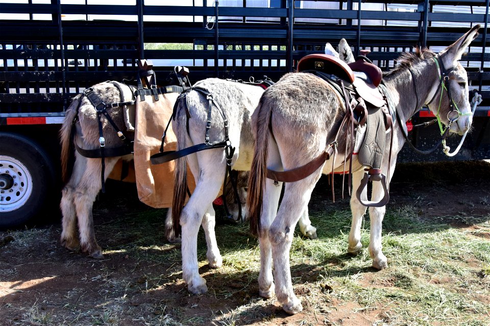 Trained Burros waiting their turn