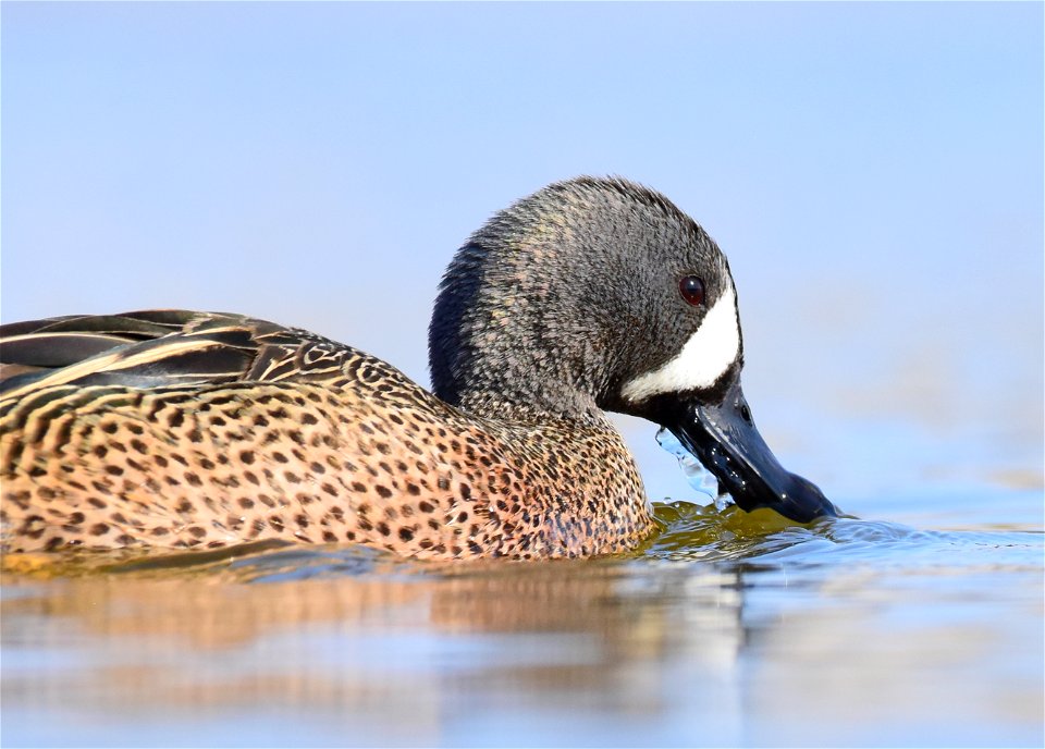 Blue-winged teal at Seedskadee National Wildlife Refuge