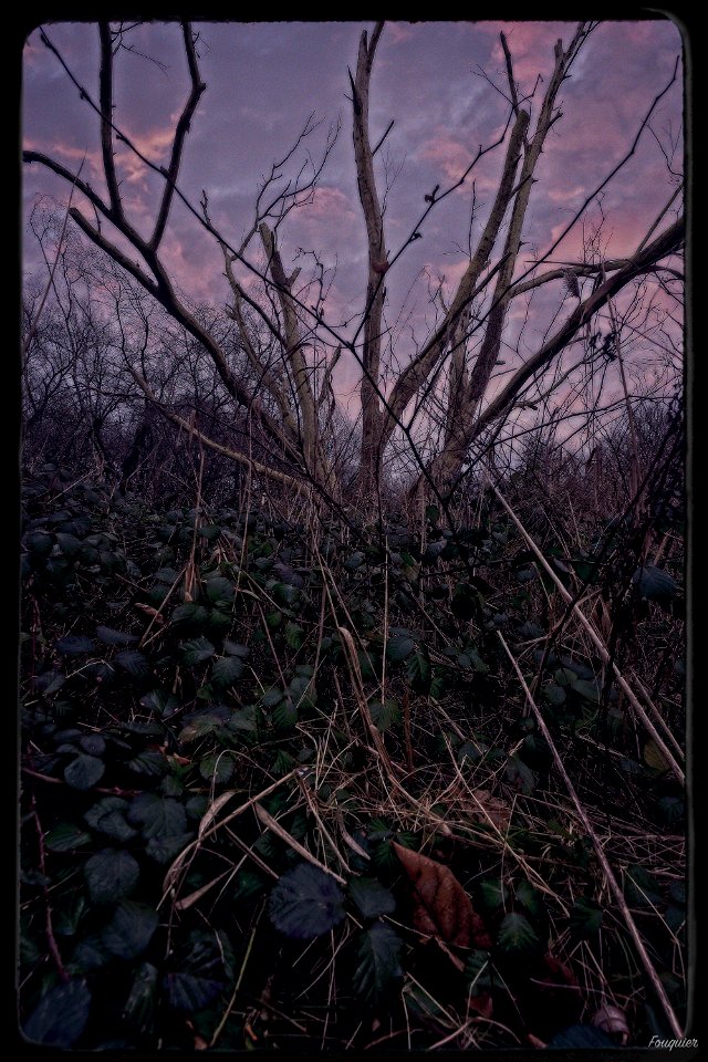 Undergrowth - III