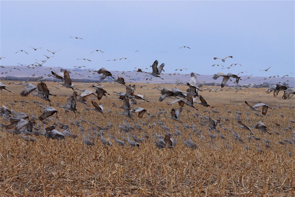 Sandhill Cranes Huron Wetland Management District South Dakota