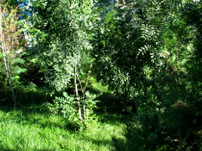 Panorama from panduri (2)