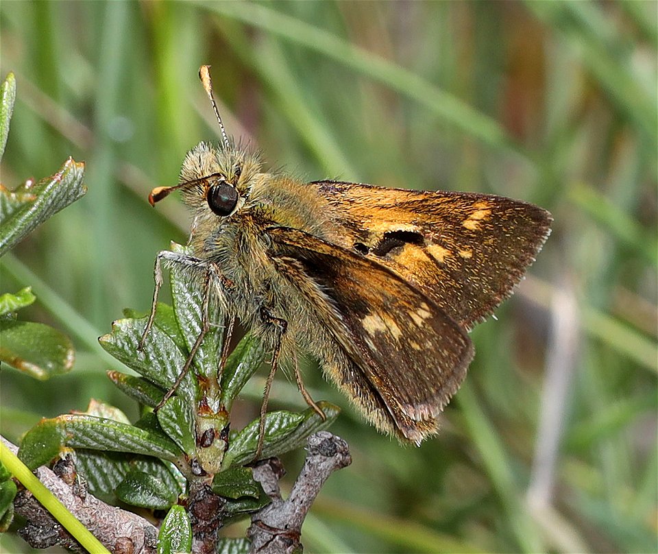 SKIPPER, MARDON (Polites mardon) (06-20-2022) low divide road, smith river recreation area, del norte co, ca -09 male