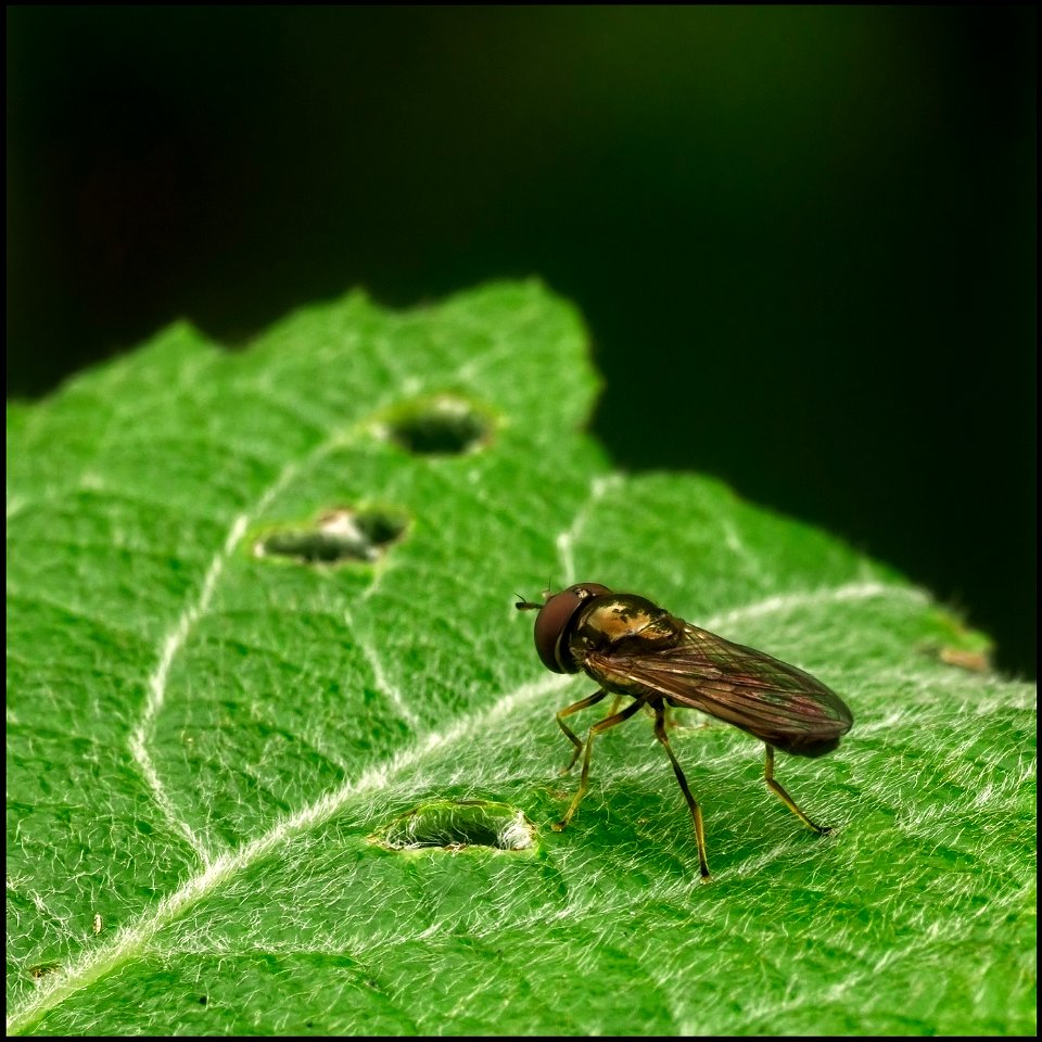 Hoverfly photo