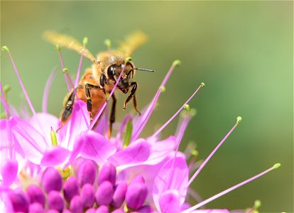 Western honeybee on Rocky Mountain beeplant photo