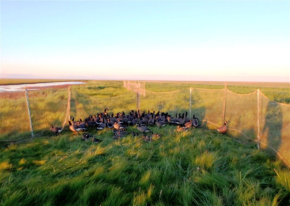 Cackling geese in holding pen photo