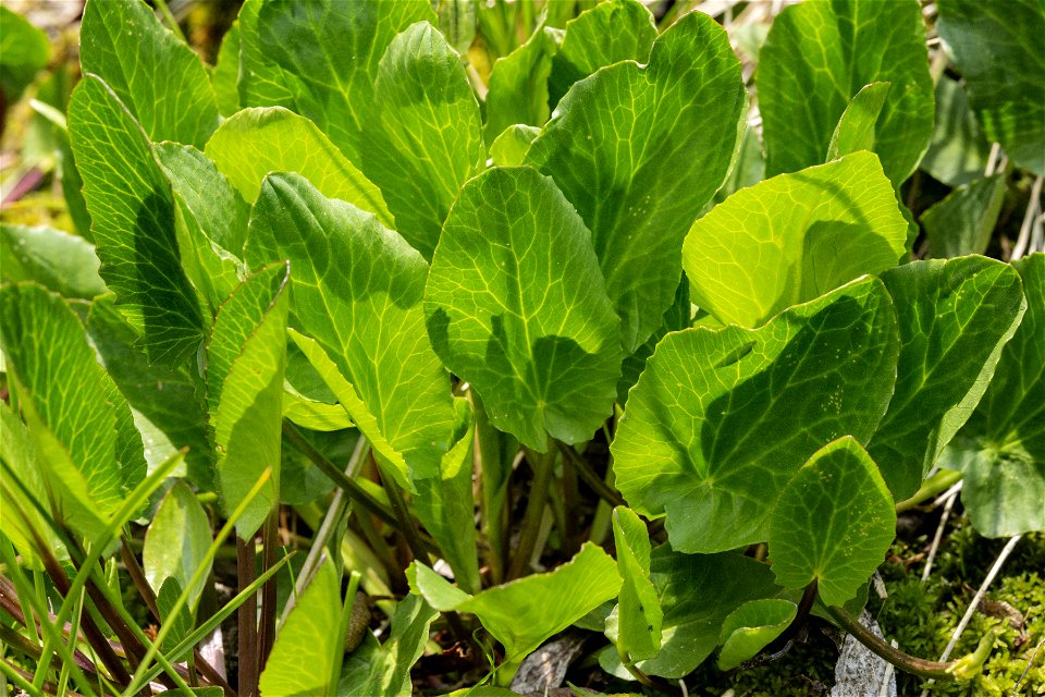 Caltha chionophila