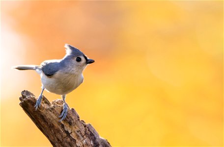 Tufted Titmouse with a Golden Backdrop photo