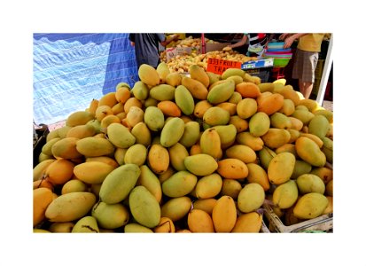 Mangoes in season