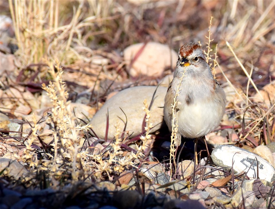 American treee sparrow at Seedskadee National Wildlife Refuge