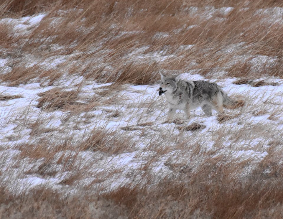 Coyote with meadow vole at Seedskadee NWR