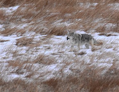 Coyote with meadow vole at Seedskadee NWR photo